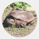 Pesquisar por cara grande adesivos Vida selvagem