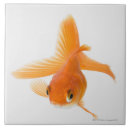 Pesquisar por peixes peixes azulejos Criaturas do sealife