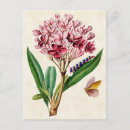 Pesquisar por plumeria cartoes postais Floral