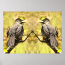 Pesquisar por pássaro da canção pôsteres Natureza