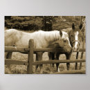 Pesquisar por equestre pósteres pôsteres Égua