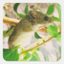 Pesquisar por mouse adesivos Roedor