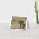 Pesquisar por coyote cartoes Wildlife