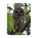 Pesquisar por está olhando imas Coruja