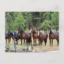 Pesquisar por cavalos selvagens cartoes postais Equestre