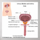 Pesquisar por anatomia interna pôsteres Órgãos
