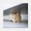 Pesquisar por fluffy cat imas Pet