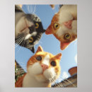 Pesquisar por gato curioso pôsteres Gatos