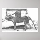 Pesquisar por tiger pôsteres Black