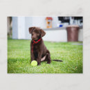 Pesquisar por labrador retriever cartoes postais Cachorrinho
