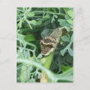 Pesquisar por lagarta cartoes postais Larva