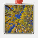 Pesquisar por álamo ornamentos Ambiente