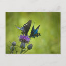 Pesquisar por arte da borboleta cartoes postais Fotografia