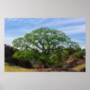 Pesquisar por carvalho pôsteres Natureza