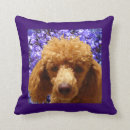 Pesquisar por caniche lar decoração Cães