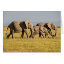 Pesquisar por alison cartoes postais África oriental do quênia