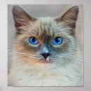 Pesquisar por siamese Retrato