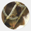 Pesquisar por orangotango adesivos Bebê