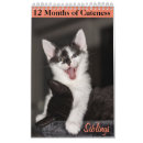 Pesquisar por cuteness Gato