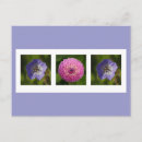 Pesquisar por geranium cartoes postais Jardim