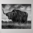 Pesquisar por cow pósteres pôsteres Impressão