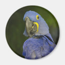 Pesquisar por amazon imas Macaw