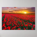 Pesquisar por tulipas pôsteres Primavera