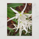 Pesquisar por plantas nativas cartoes postais Fotografia
