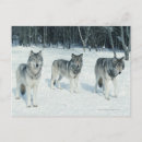 Pesquisar por lobos selvagens cartoes postais Cinzas