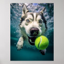 Pesquisar por husky siberiano pósteres pôsteres Animal de estimação