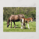 Pesquisar por égua potro cartoes postais Cavalos