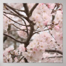 Pesquisar por sakura pósteres pôsteres Flora