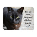 Pesquisar por animal lover imas Gato