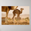 Pesquisar por camelos pósteres pôsteres Deserto