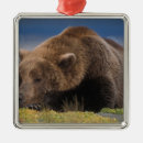Pesquisar por carnivora ornamentos Fauna