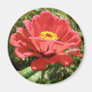 Pesquisar por zinnia imas Amarelo