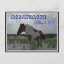 Pesquisar por assistente cartoes postais Ilha de assateague