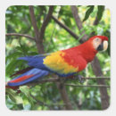 Pesquisar por macaw adesivos Animal