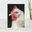 Pesquisar por galinha sussex Fazenda