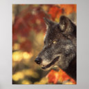 Pesquisar por lobos pósteres pôsteres Cão