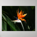 Pesquisar por pássaros tropicais pôsteres Ave do paraíso