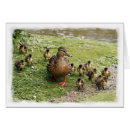 Pesquisar por família do pato Qualquer pessoa