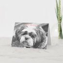 Pesquisar por shih tzu Animais de companhia