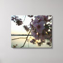 Pesquisar por blossom impressão de canvas Cerejeira