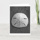 Pesquisar por sand dollar cartoes postais Ocean