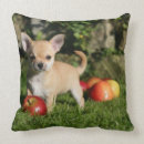 Pesquisar por filhotes de cachorro da chihuahua almofadas Jovem corça