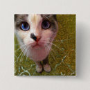 Pesquisar por cat botons Felino