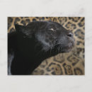 Pesquisar por panteras pretas cartoes postais Felino