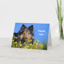 Pesquisar por sheltie Shetland sheepdog