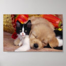 Pesquisar por peluche pôsteres Gatinho
